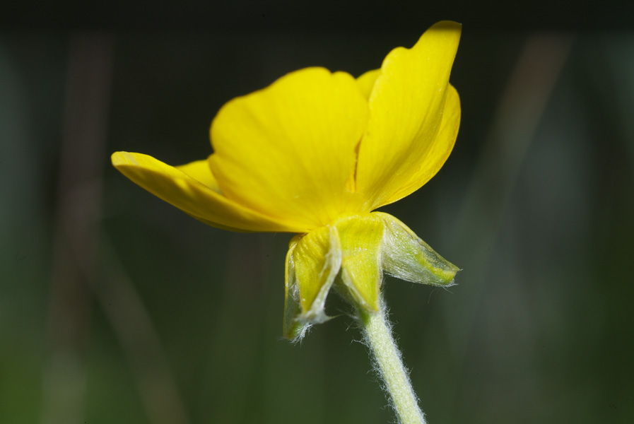 Ranunculus monspeliacus / Ranuncolo di Montpellier